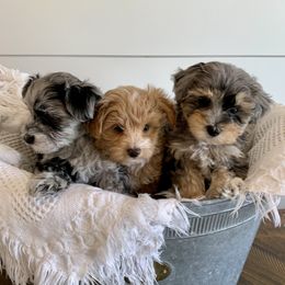 Maltipoo Puppies from Puppyzenn