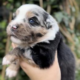 Girl 1 - Blue merle female Miniature American Shepherd puppy in Kamuela On The Big Island, Hawaii from Royal Hawaiian Aussies LLC