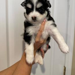 Louise - Black and white female Pomsky puppy in Leesburg, Virginia from Capital Pomsky