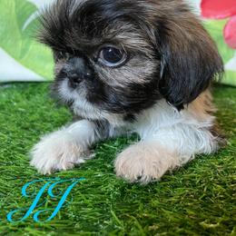 Shih Tzu Puppies from Aloha Shih Tzu