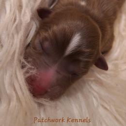 APPLE - Red tri-color female Australian Shepherd puppy in Salem, Arkansas from Patchwork Kennels