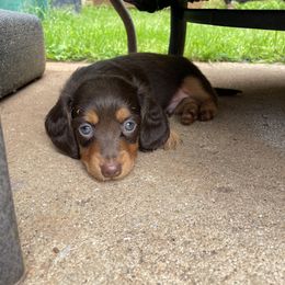 Dachshund Puppies from Jess’s Dachshunds