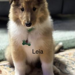 Tinsel - Sable and white female Collie puppy in Norris City, Illinois from Hoskins Collies