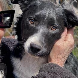 Yago - Black and white female Border Collie puppy in Boston, Massachusetts from Henam Border Collies