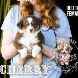 Cherry - Red tri-color female Miniature American Shepherd puppy in Ferndale, California from Lost Coast Aussies