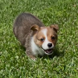 Boy 1 - White and red male Pembroke Welsh Corgi puppy in Dickinson, Texas from Gulf Coast Corgis