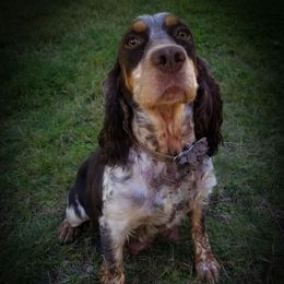 Ruby - English Springer Spaniel