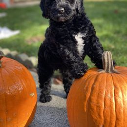 Australian Labradoodle Puppies from Cascade Canyon Labradoodles