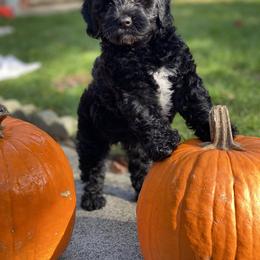 Australian Labradoodle Puppies from Cascade Canyon Labradoodles