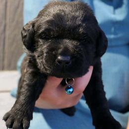 Boy 3 - Black male Labrador Retriever puppy in Archer Lodge, North Carolina from Archer Lodge Labradors