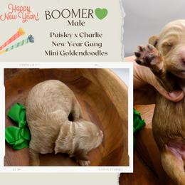 Boomer - Red  male Goldendoodle puppy in Hilton, New York from The House of Goldendoodle
