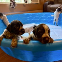 Olive - Brown and gray female Wirehaired Pointing Griffon puppy in Shelbyville, Texas from AndersonK9Kennels Bayou Beards