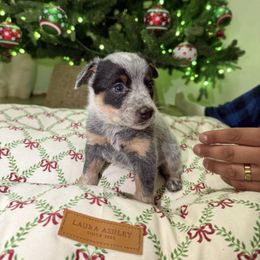Sorella - Blue speckled female Australian Cattle Dog puppy in Tucson, Arizona from Soqui Ortiz Cattle Ranch