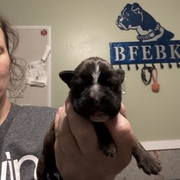 Gold - Brindle female Boxer puppy in Ekron, Kentucky from Best Friends Euro Boxers (BFEBK)