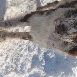 Arrow - Australian Shepherd