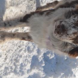 Arrow - Australian Shepherd