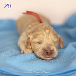 Jey - Buff male Cockapoo puppy in Canastota, New York from Silver City Cockapoos