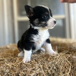 Female Three - Black and white American Corgi puppy in Gentry, Arkansas from K Heart Ranchita