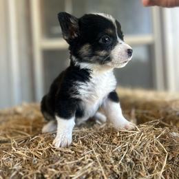 Female Three - Black and white American Corgi puppy in Gentry, Arkansas from K Heart Ranchita