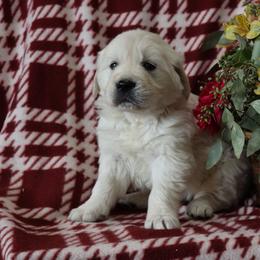 Florance - Light golden female Golden Retriever puppy in Fredericksburg, Ohio from Golden family companion's