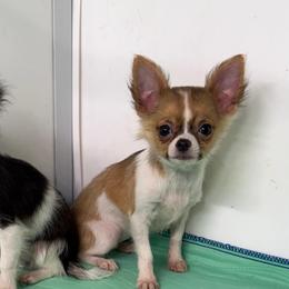 8920 Daisy - Black sabled fawn female Chihuahua puppy in Palmyra, Indiana from Country Star Chihuahuas