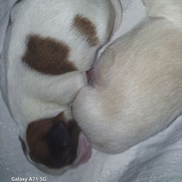 Shih Tzu Puppies from N.F.S.T Imperial ShihTzu Puppies.