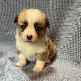 Jax - White and red male Pembroke Welsh Corgi puppy in Clear Spring, Maryland from Rose Petal Farm