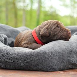 Thorn O'Sally - Chocolate male Labradoodle puppy in Rock Island, Tennessee from Harvest Sky Kennels