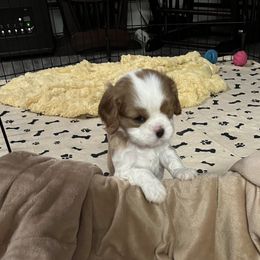 Girl 1 - Cavalier King Charles Spaniel puppy in Morriston, Florida from Cutesy Cavaliers