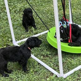 Black Russian Terriers from Red Shadow Black Russian Terriers