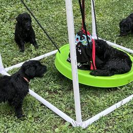 Black Russian Terriers from Red Shadow Black Russian Terriers