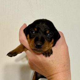 Video Fifer - Black and rust female Miniature Pinscher puppy in Eatonton, Georgia from TNT Puppies