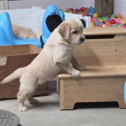 Kiara Girl 1 - Golden female Golden Retriever puppy in Niles, Michigan from Christiana Creek Goldens