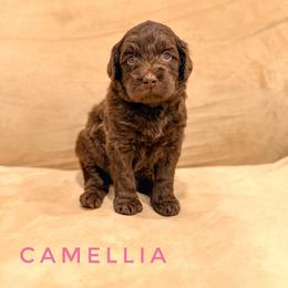 Camellia - Chocolate female Goldendoodle puppy in Dallas County, Texas from Dream A Little Doodle