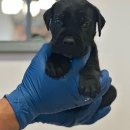 Apollo - Black male Cane Corso puppy in Lubbock, Texas from Hub City Kennel
