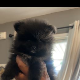 Pomeranian Puppies from Exotic_fresita_poms