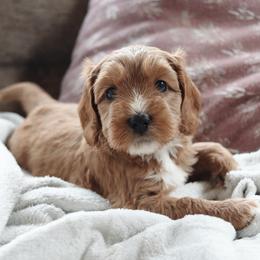 Biscotti - Apricot male Goldendoodle puppy in Atlanta, Georgia from Cedarcrest Goldendoodles
