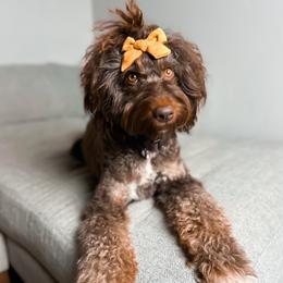 Kona - Brown and white female Aussiedoodle puppy in Provo, Utah from Sage & Paws Puppy co.