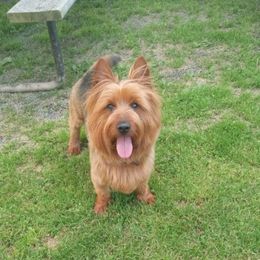 Mikey - Australian Terrier