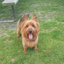 Mikey - Australian Terrier