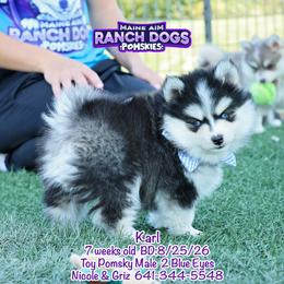 Karl - Black and white male Pomsky puppy in Humeston, Iowa from M.A.R. Dogs