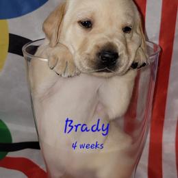 Brady - Labrador Retriever puppy from Patriot Labrador Retrievers