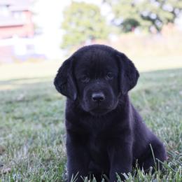 Dilute Retriever, Golden Retriever, and Labrador Retriever Puppies from Grimm Girls Farm