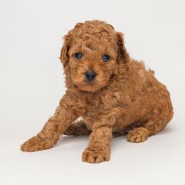 Ryan - Red  male Poodle puppy in Weston, Florida from Miami Toy Poodles