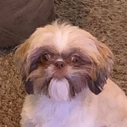 Teddy - Shih Tzu