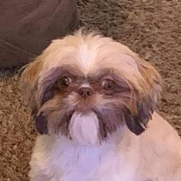 Teddy - Shih Tzu
