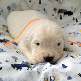 Mr. Orange - Light golden male Golden Retriever puppy in Campton, Kentucky from ElkRidge Goldens