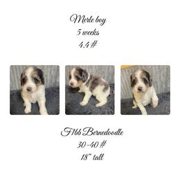 Merle male - Blue merle male Bernedoodle puppy in Clarksville, Iowa from Iowa Heartland Doodles
