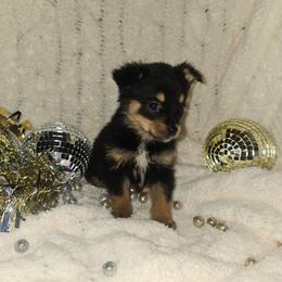 Ariel - Black and tan female Companion Cross puppy in Decatur, Illinois from Petite Pups