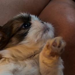 Shrimps - Brindle and white male Shih Tzu puppy in Centralia, Illinois from Niepoetter Shih Tzus